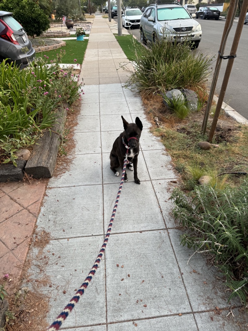 A picture of a black dog named Bowie sitting, taken on August 2 2024 at 6:16 am